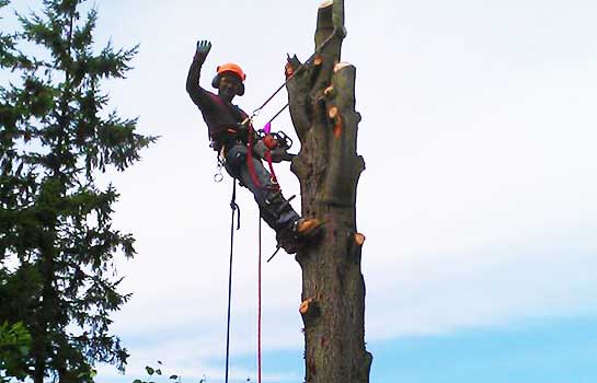Tree Services in Kirkland and Bellevue WA 