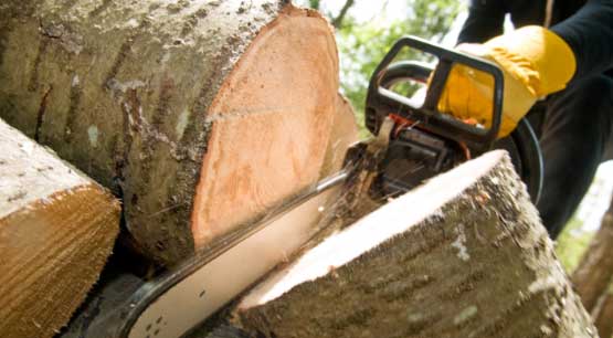 Tree Cutting Services