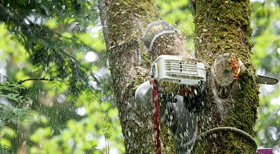 Tree Cutting Service in Redmond WA