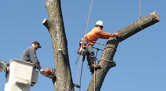 Tree cutting service in Seattle WA