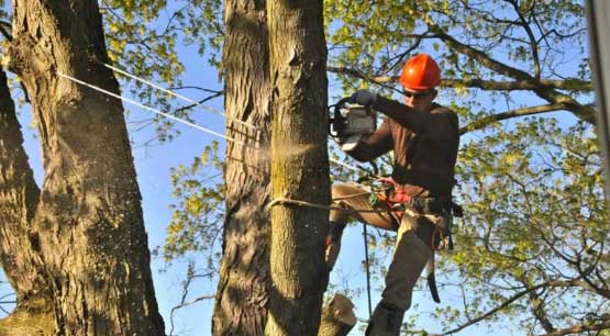 Tree Cutting Services in Bellevue WA