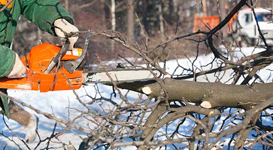 Tree Cutting Kirkland WA