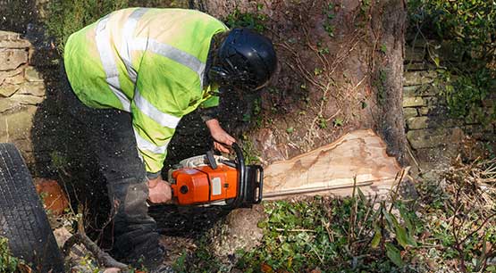 tree removal service in Redmond WA