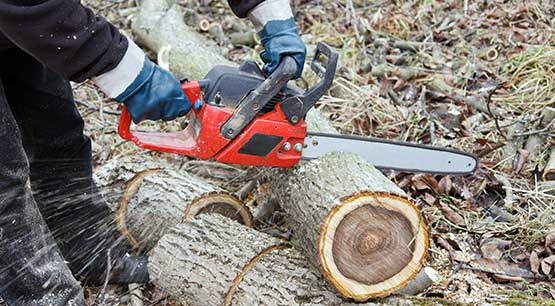 Tree removal services in Bellevue WA