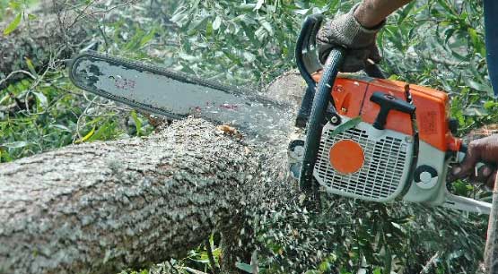 Tree removal services in Kirkland WA