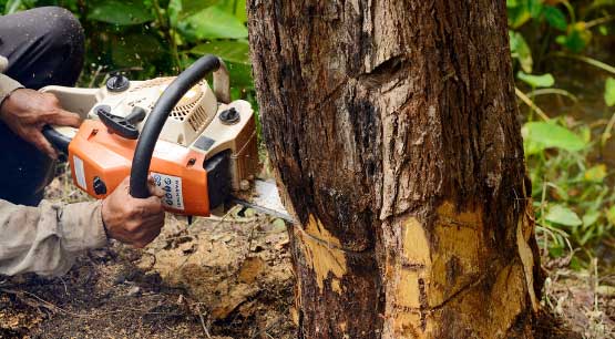 Tree removal Services Kirkland WA