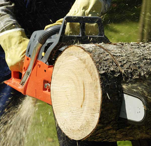 Tree Services in Kirkland and Bellevue WA