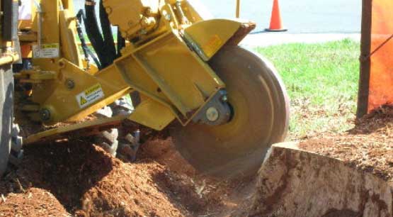 Tree stump removal in Bellevue WA