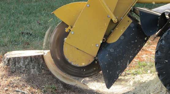 Tree stump removal in Kirkland WA