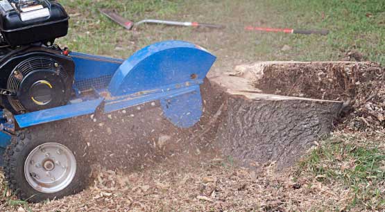 Tree Stump Removal in Redmond WA