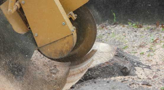 Tree stump removal in Seattle WA