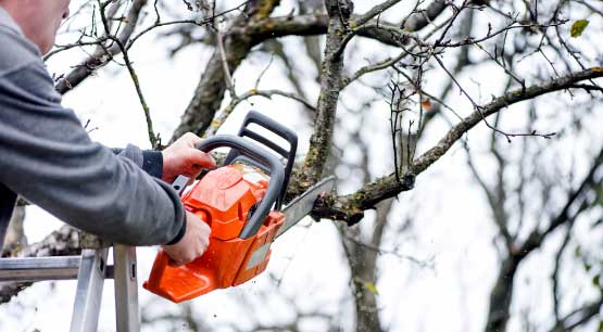 Tree Trimming Service in Redmond WA