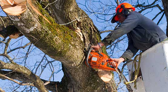 Tree trimming service in Seattle WA