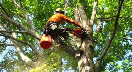 Tree Trimming Services Bellevue WA