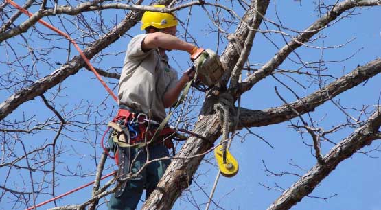 Tree Trimming Services in Bellevue WA