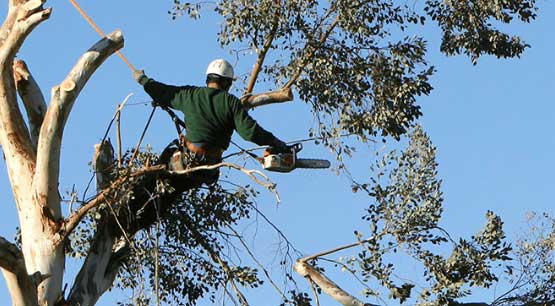 Tree Trimming Services in Kirkland  WA