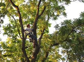 Everything Tree Services