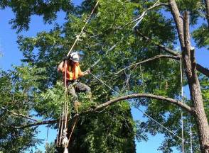 Everything Tree Services