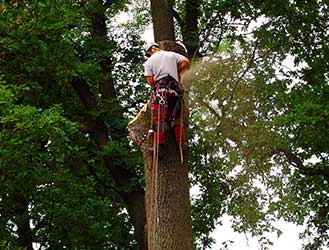 Tree Cutting Services 