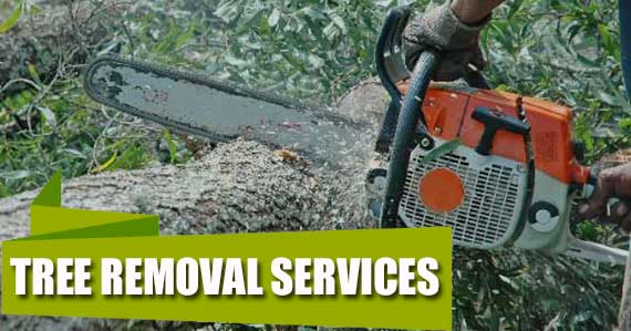Tree Removal Services in kirkland