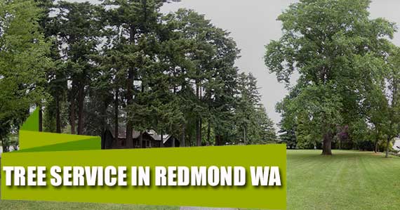 Tree Service in Redmond WA