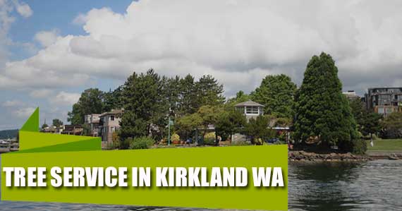 Tree Service in Kirkland WA