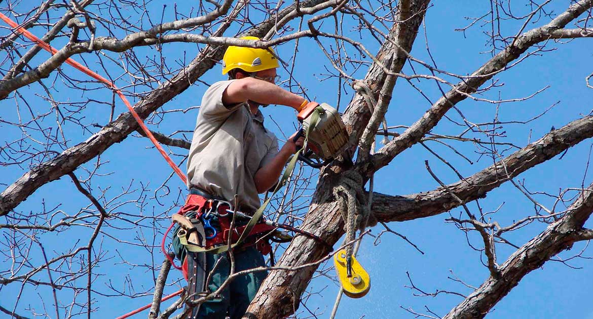Slide Everything Tree Services