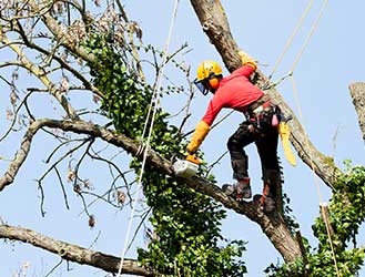 Tree Trimming Services 